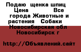 Подаю. щенка шпиц  › Цена ­ 27 000 - Все города Животные и растения » Собаки   . Новосибирская обл.,Новосибирск г.